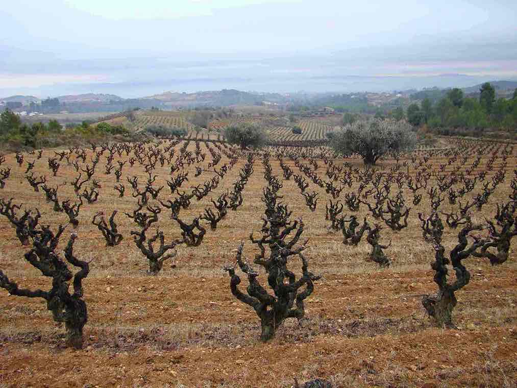 Ruta en viñedo