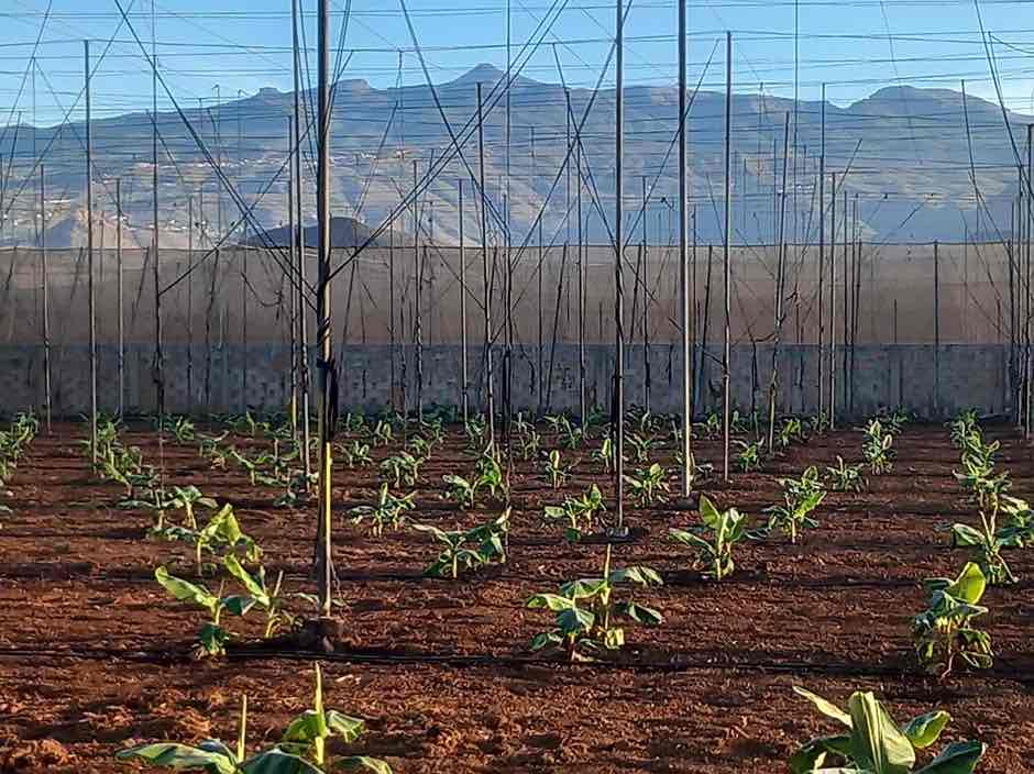 Plantación de plátanos