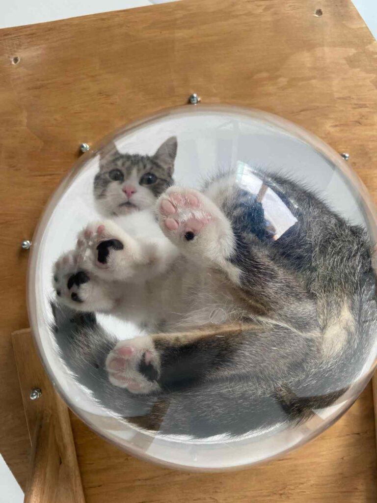 Gato en su árbol de madera