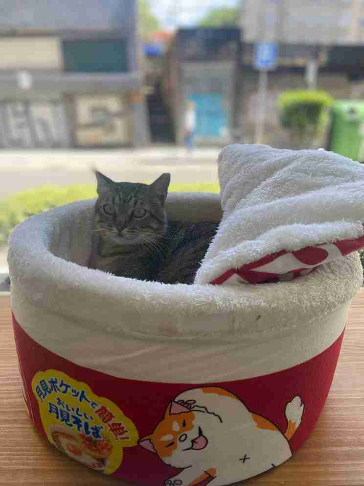 Gato dormido en una cama con forma de lata de atún