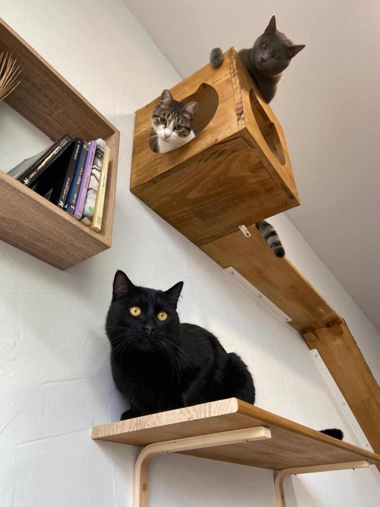 Tres gatos subidos en su árbol, observando desde arriba