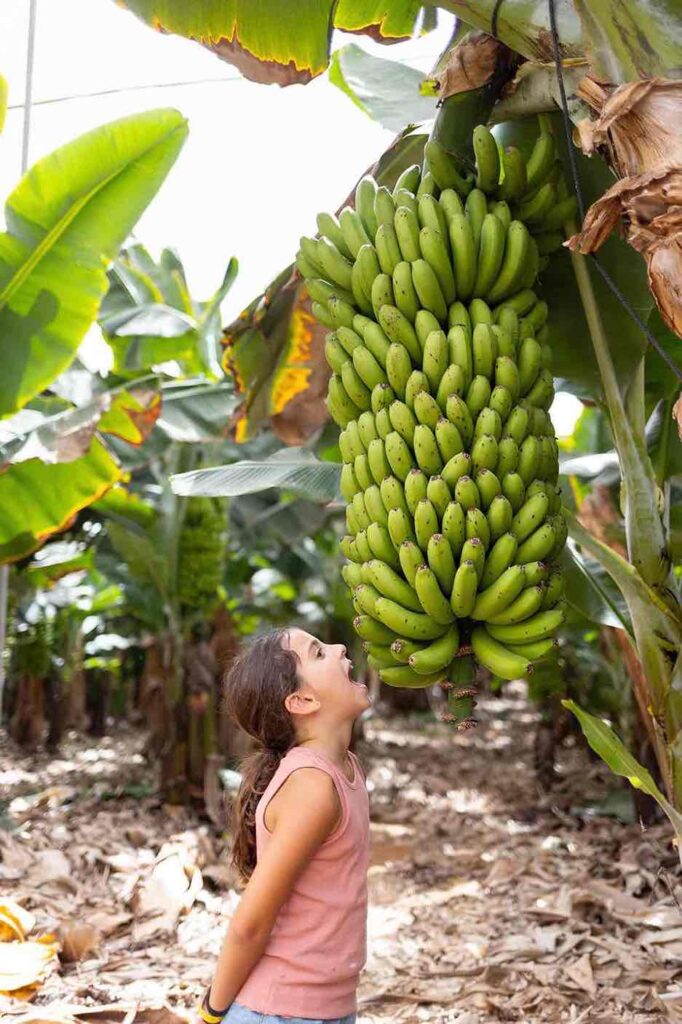 Niña en experiencia de plátanos en Tenerife
