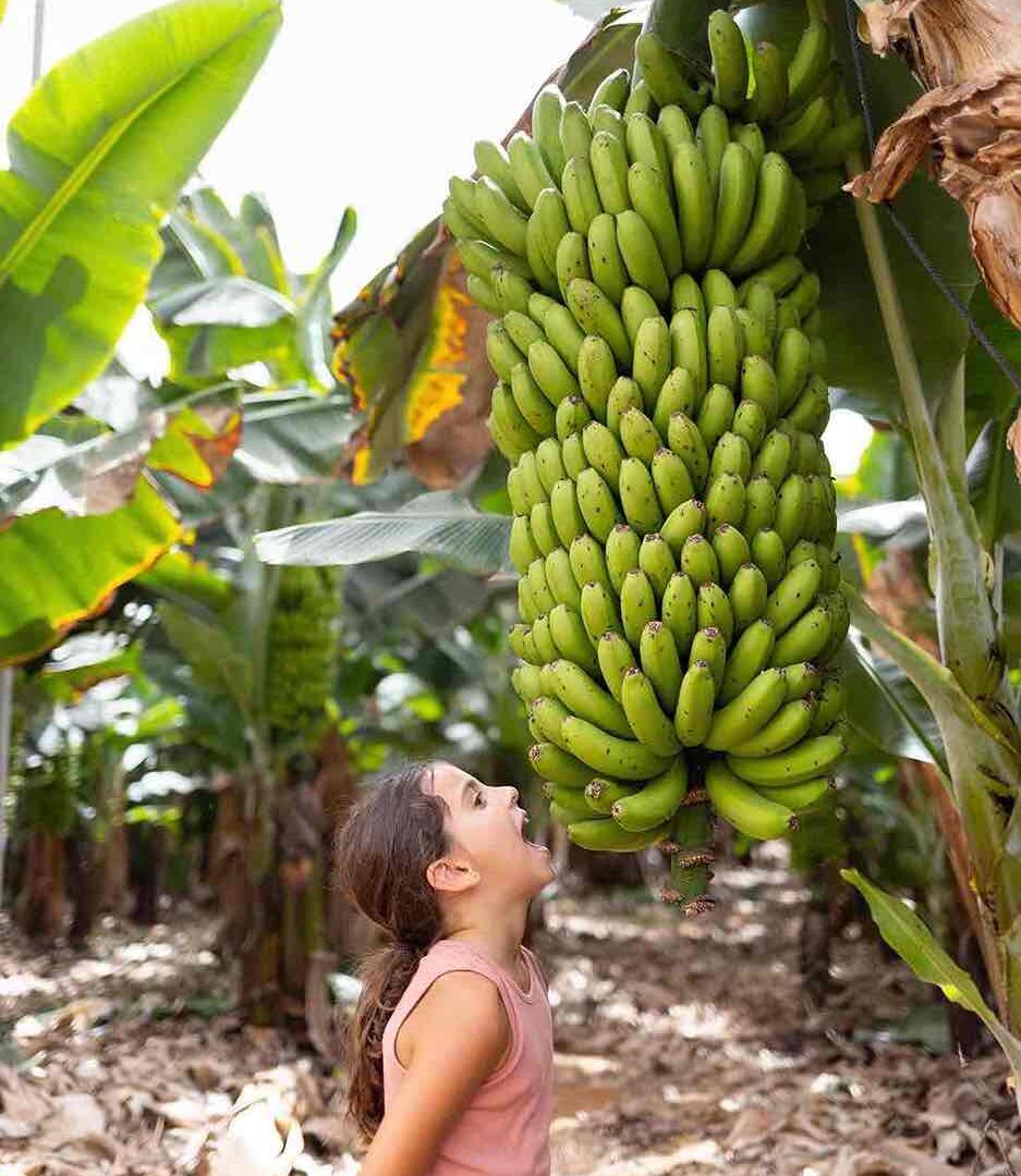 Niña en experiencia de plátanos en Tenerife