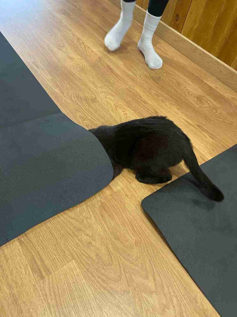 Gato metiéndose debajo de una esterilla de yoga