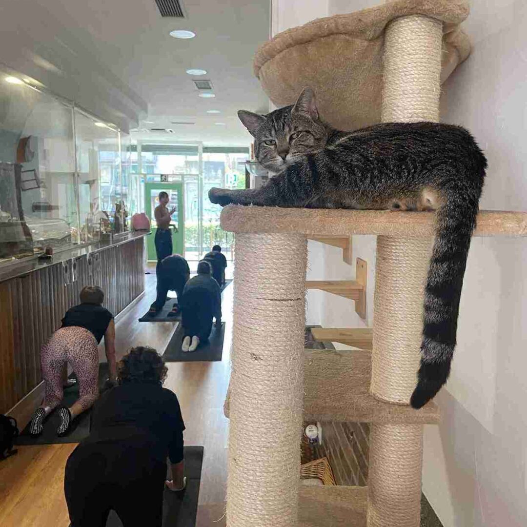 Yoga kundalini en cat café con gatos