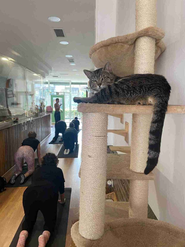 Yoga kundalini en cat café con gatos