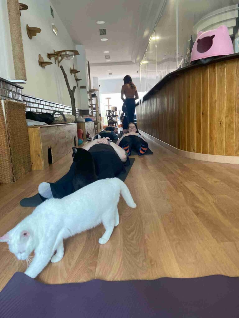 Clase de yoga en cat café con gatos