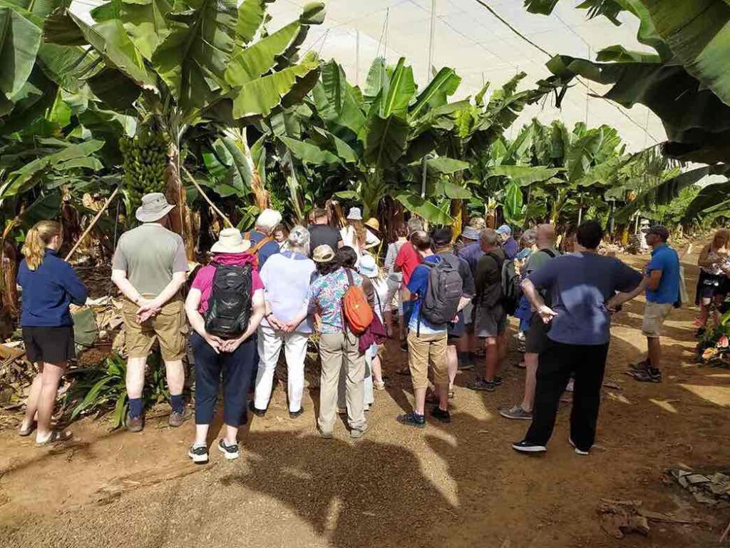 Visita a plantación de plátanos canarios