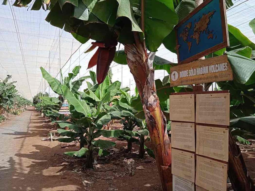 Plantación de plátanos en Tenerife
