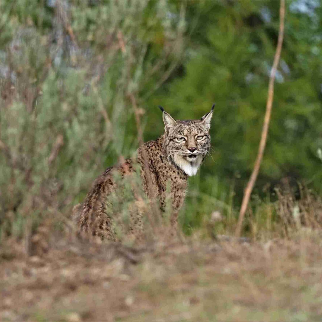 Linze Ibérico en su habitat natural en safari