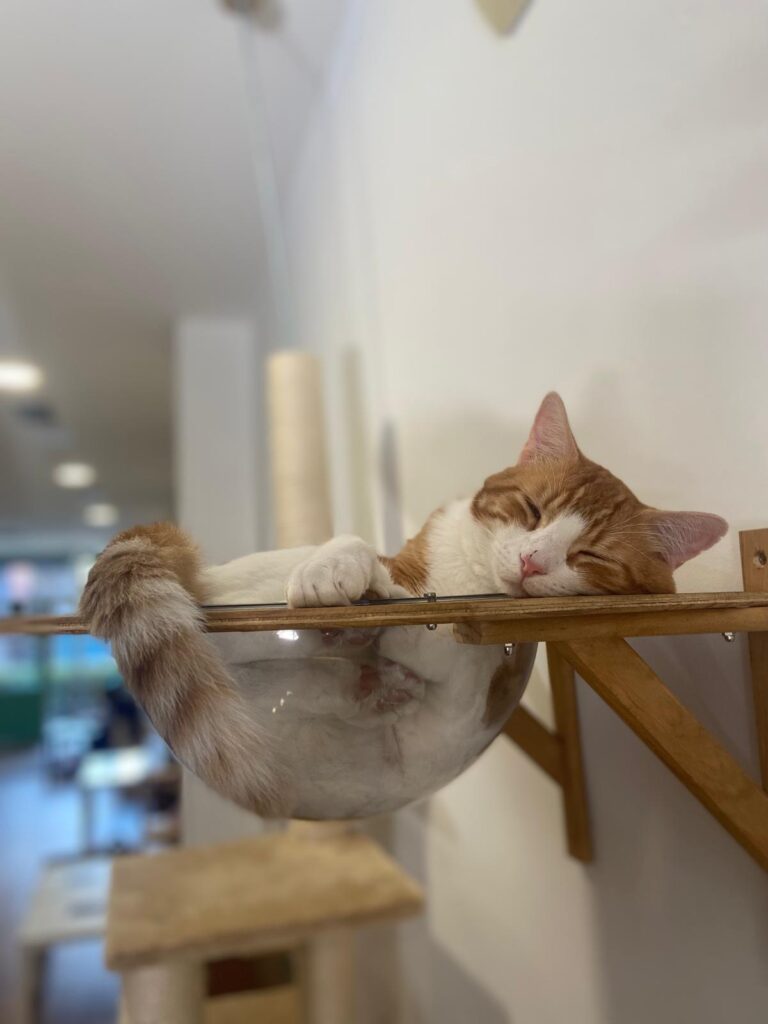 Gato metido en su cúpula de cristal
