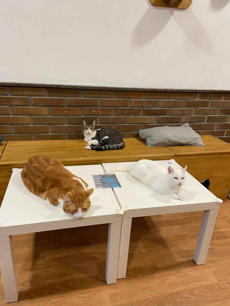 Gatos durmiendo encima de la mesa