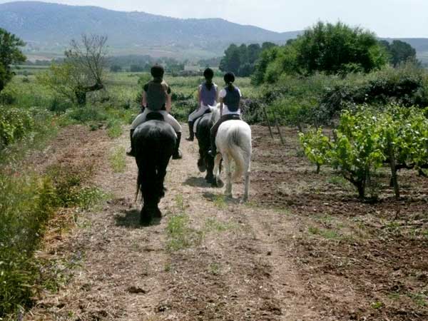 Experiencia por viñedo a caballo