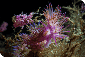 Vistas buceo