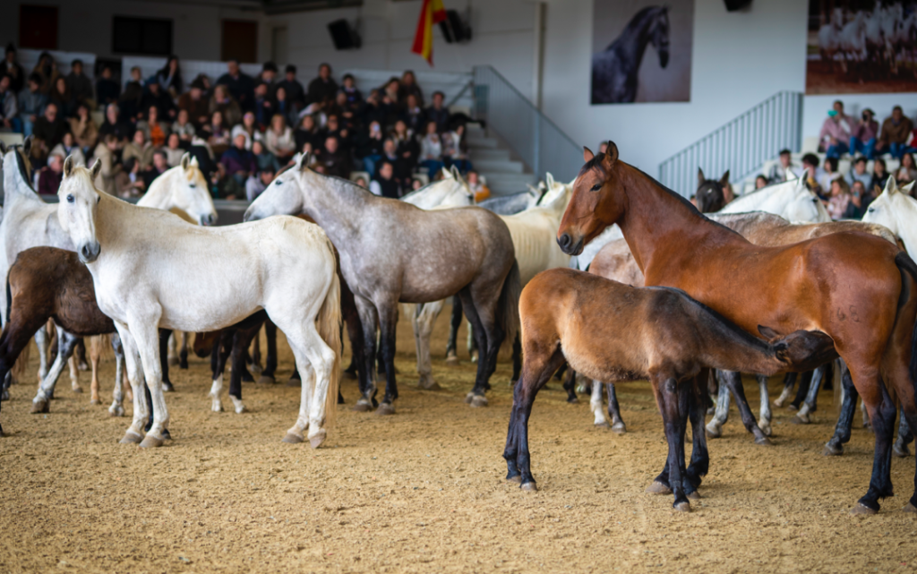 Potros y sus madres en espectáculo andaluz de caballos