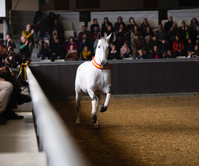Yegua pura raza española en espectáculo de caballos