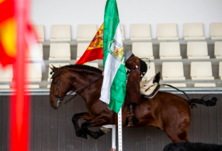 Jinete saltando a caballo de raza PRE