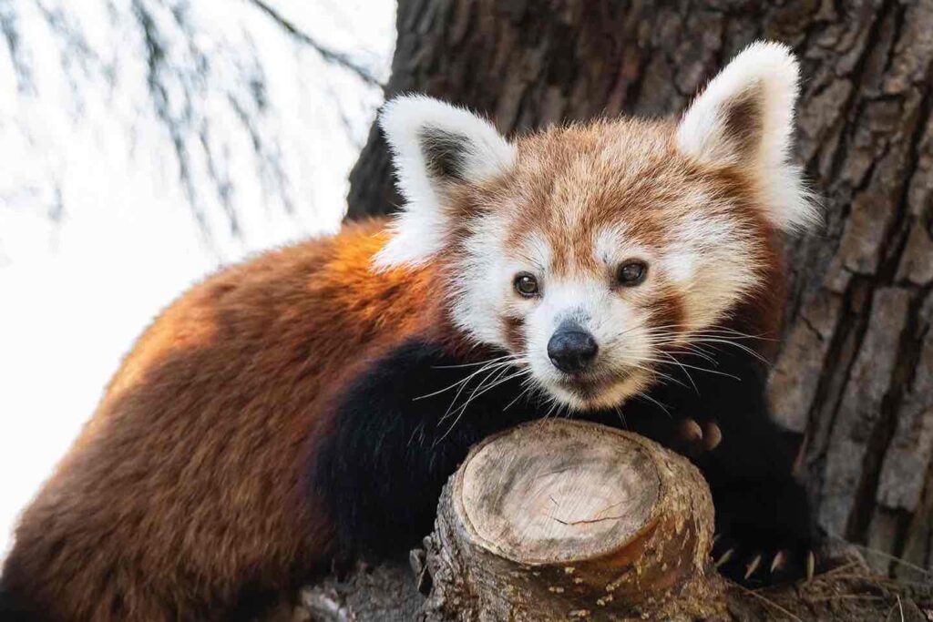 Panda rojo descansando en una rama
