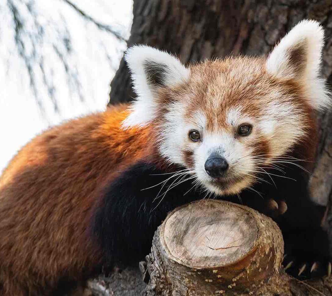 Panda rojo descansando en una rama