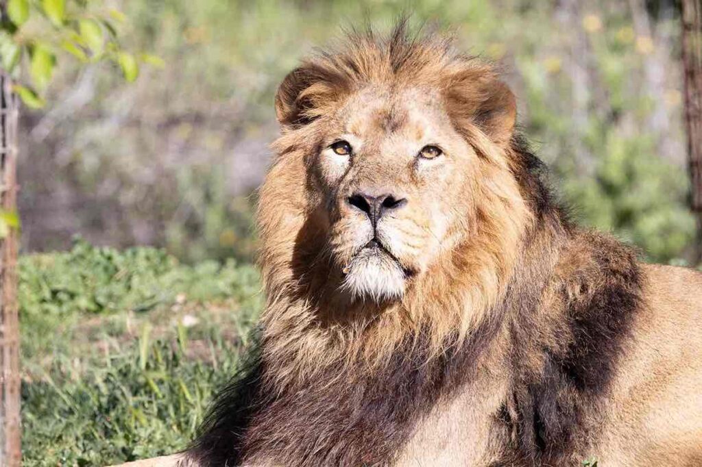 León tomando el sol en