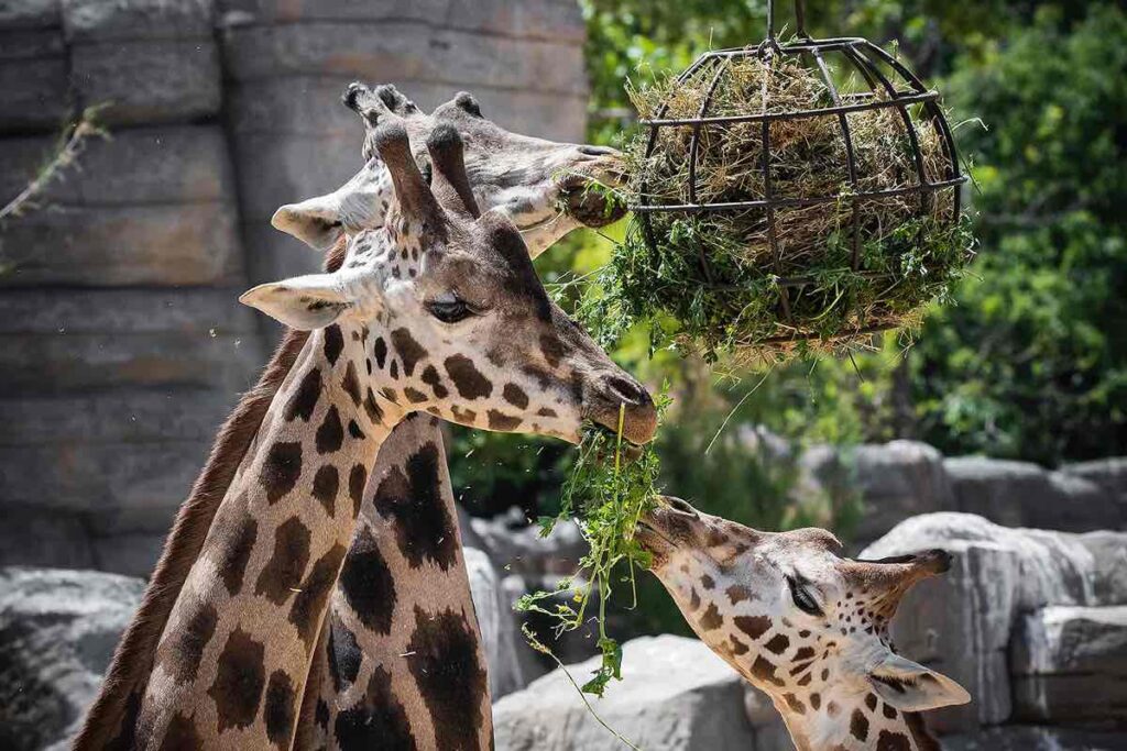 Familia de jirafas del Zoo de Barcelona comendo hierba