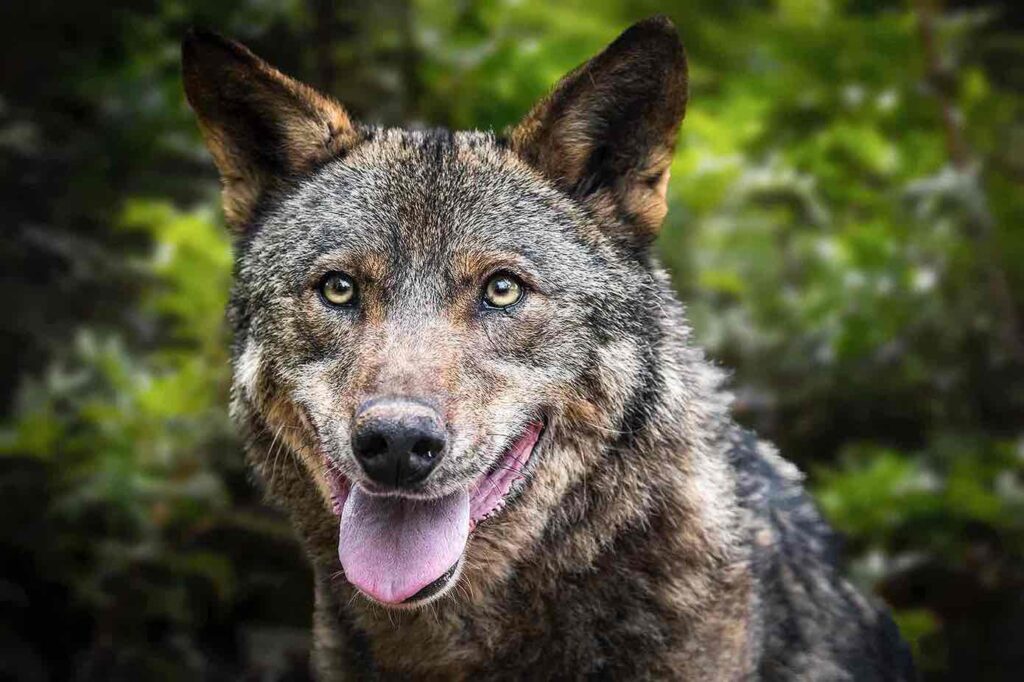 Lobo del Zoo de Barcelona