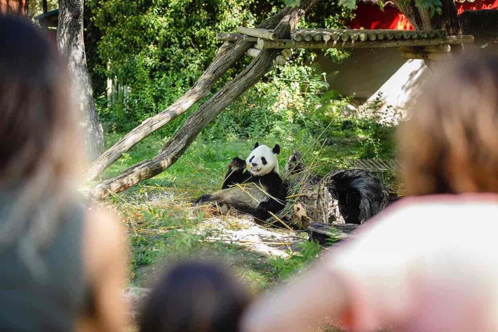 Familia viendo a un panda comer bambú en el Zoo en Casa de Campo