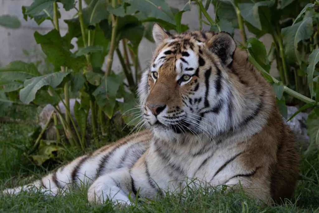 Tigre des cansando a la sobra en el Zoo de Madrid