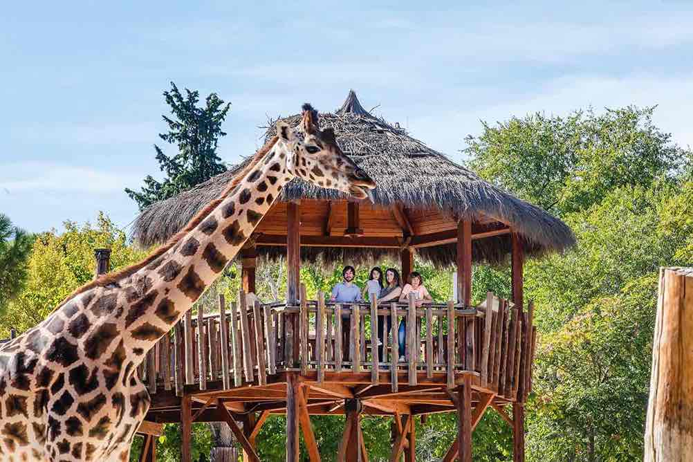 Caseta para visualizar las jirafas en el Zoo Aquarium de Madrid