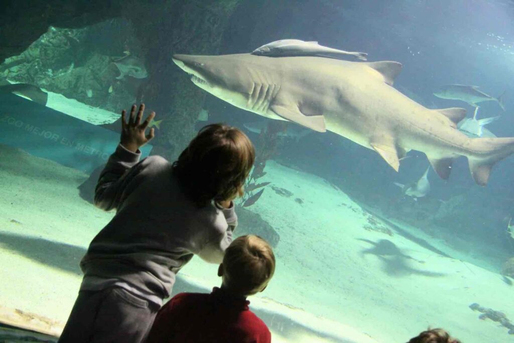 Niños viendo a los tiburones en un Aquarium de Madrid