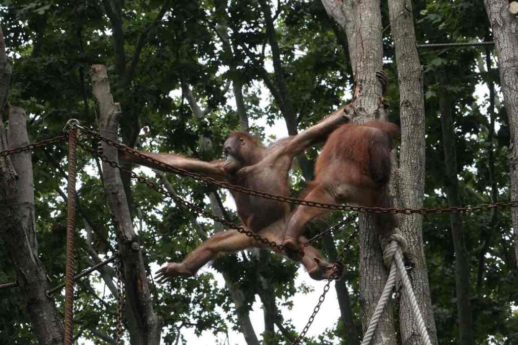 Orangutanes colgando de cuerdas en el Zoo