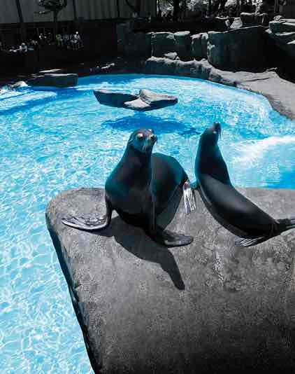 Leones marinos tomando el sol en una roca