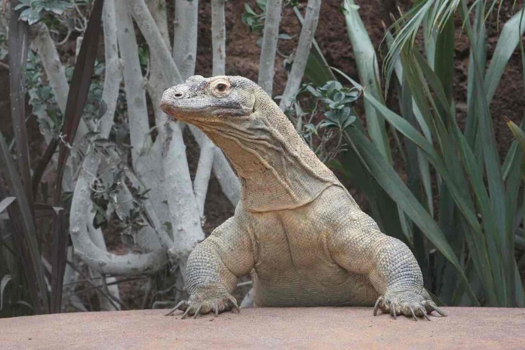 Dragon de comodo posando para la foto